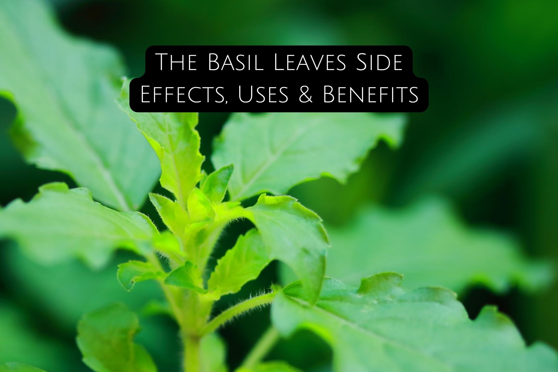 The Basil Leaves Side Effects Uses Benefits Aahari