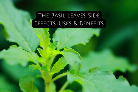 The Basil Leaves Side Effects, Uses & Benefits