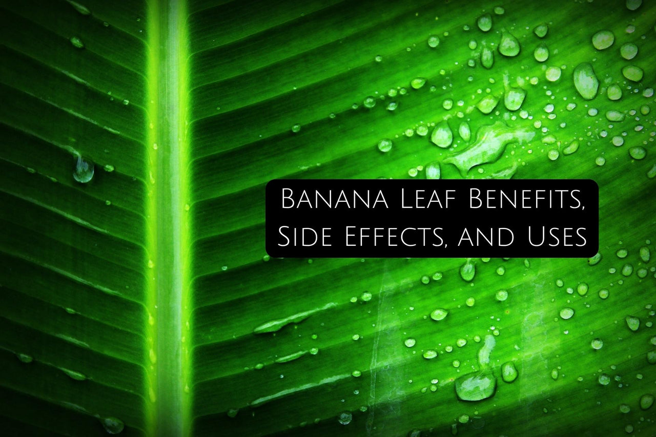 Banana Leaf Benefits and Uses
