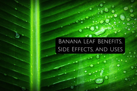 Banana Leaf Benefits and Uses