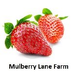 Hulled Barley 5 Pounds (dehulled) USDA Certified Organic Non-GMO Bulk, Product of USA, Mulberry Lane Farms