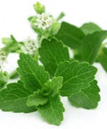 200+ Stevia Sweetleaf Seeds Herb Stevia Sugar Garden Planting