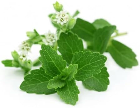 200+ Stevia Sweetleaf Seeds Herb Stevia Sugar Garden Planting