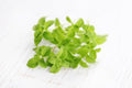 150+ Stevia Sweetleaf Seeds for Planting, Sugar Leaf Stevia Plant Seeds, Natural Sweetener Herb Seeds, Perennial Plant for Home Garden, Container, Tea & Sugar-Free Recipes, Non-GMO
