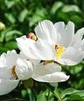 Natural Code - Dried White Peony Root 454g/1lb - Radix Paeoniae Alba - Bai Shao - ?? - Non GMO - Vegan - No Preservatives or Additives - 100% Natural