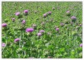 Liphontcta Wildcrafted Milk Thistle Seed Powder 16Oz Pound Raw Silybum Marianum The Bloomin Herb Shoppe Pure Aromatic Potent Liver Bulk