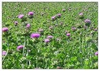 Liphontcta Wildcrafted Milk Thistle Seed Powder 16Oz Pound Raw Silybum Marianum The Bloomin Herb Shoppe Pure Aromatic Potent Liver Bulk
