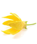 Doterra Ylang Ylang Essential Oil 15 Ml