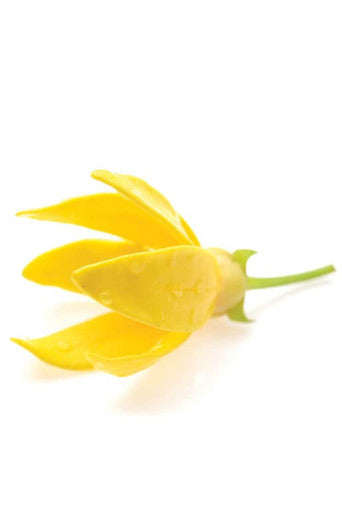 Doterra Ylang Ylang Essential Oil 15 Ml