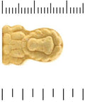 California Gold Nutrition Chewable Vitamin C For Children Orange 90 Vegetarian Tablets