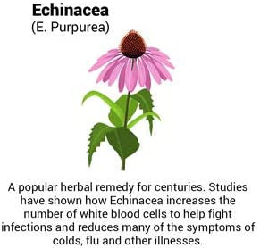 Approved ScienceImmune Booster Extra Strength Support Elderberry Extract Echinacea Vitamin D3 and C Zinc All Natural 180 Capsules 3 Months Supply