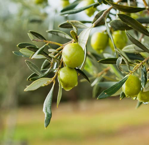 Basilippo Extra Virgin Olive Oil Gourmet - 16.9 OZ / 500 ML - Early Harvest