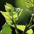 8.81oz/250gMulberry Leaves Tea Premium Natural Mulberry Leaf Tea Sun-Dried Mulberry Loose Leaves Sang Ye Healthy Herbal Tea Sugar Free Caffeine Free No Additives Ã¦Â¡â€˜Ã¥ÂÂ¶Ã¨Å’Â¶ Ã¦Â¡â€˜Ã¨â€˜â€°Ã¨Å’Â¶