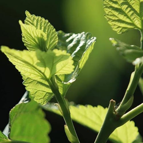 8.81oz/250gMulberry Leaves Tea Premium Natural Mulberry Leaf Tea Sun-Dried Mulberry Loose Leaves Sang Ye Healthy Herbal Tea Sugar Free Caffeine Free No Additives Ã¦Â¡â€˜Ã¥ÂÂ¶Ã¨Å’Â¶ Ã¦Â¡â€˜Ã¨â€˜â€°Ã¨Å’Â¶