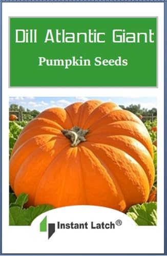 10 Dills Atlantic Giant Pumpkin Seeds for Planting Non GMO Heirloom Seeds | NON GMO, Heirloom Seeds, Fresh Garden Seed