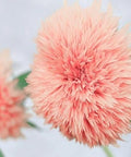 50pcs Pink Pooh Sunflower Seeds - Unique Pink Blooms, Non-GMO, Heirloom, Organic - Ideal for Zones 5-10
