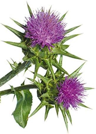 Liphontcta Wildcrafted Milk Thistle Seed Powder 16Oz Pound Raw Silybum Marianum The Bloomin Herb Shoppe Pure Aromatic Potent Liver Bulk