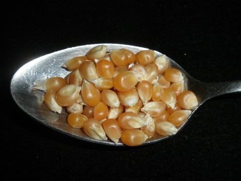 Yellow Popcorn Popping Corn, 5 Pounds Kernels, USDA Certified Organic, Non-GMO Bulk, Product of USA, Mulberry Lane Farms