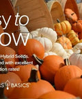 Gardeners Basics, Pumpkin Seeds to Plant - 5 Variety Baby Boo, Giant Big Max, Jack Be Little, Jack O Lantern, Sugar Pie, Great for Pumpkin Seed for Summer, Fall, Pumpkin Seeds for Planting
