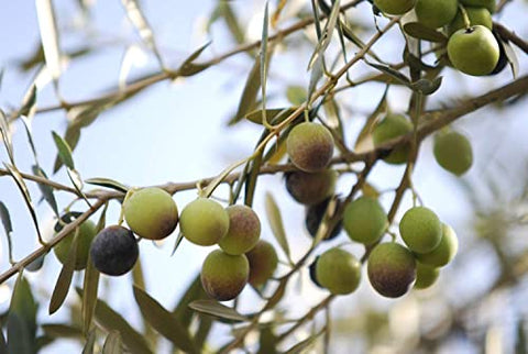 California Olive Ranch 100% California Extra Virgin Olive Oil, 12 OZ