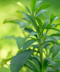 150+ Stevia Sweetleaf Seeds for Planting, Sugar Leaf Stevia Plant Seeds, Natural Sweetener Herb Seeds, Perennial Plant for Home Garden, Container, Tea & Sugar-Free Recipes, Non-GMO