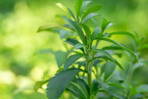 150+ Stevia Sweetleaf Seeds for Planting, Sugar Leaf Stevia Plant Seeds, Natural Sweetener Herb Seeds, Perennial Plant for Home Garden, Container, Tea & Sugar-Free Recipes, Non-GMO