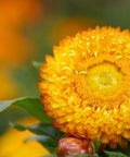 Natures Fusions Exotic Essential Oils Helichrysum Italicum (5 mL)
