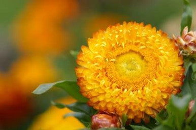 Natures Fusions Exotic Essential Oils Helichrysum Italicum (5 mL)