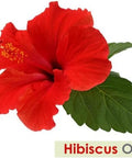 Hibiscus (Hibiscus sabdariffa) Pure Natural Oil (15ml Dropper)