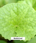 Banyan Botanicals Brahmi/Gotu Kola Powder Organic Centella Asiatica Supports Focus, Concentration, Alertness, And A Balanced Sense Of Calm* Lb. Non-Gmo Sustainably Sourced Vegan