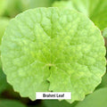 Banyan Botanicals Brahmi/Gotu Kola Powder Organic Centella Asiatica Supports Focus, Concentration, Alertness, And A Balanced Sense Of Calm* Lb. Non-Gmo Sustainably Sourced Vegan