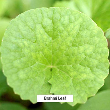Banyan Botanicals Brahmi/Gotu Kola Powder Organic Centella Asiatica Supports Focus, Concentration, Alertness, And A Balanced Sense Of Calm* Lb. Non-Gmo Sustainably Sourced Vegan
