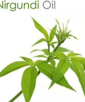 NIRGUNDI OIL 100% NATURAL PURE UNDILUTED UNCUT ESSENTIAL OIL 15ML by Salvia