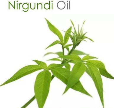 NIRGUNDI OIL 100% NATURAL PURE UNDILUTED UNCUT ESSENTIAL OIL 15ML by Salvia