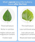 Wanhua Hall Mulberry Leaf Tea Mulberry Tea Loose Leaf 9.17oz/260g Fresh Taste Dried Sang Ye Loose Leaf Herbal Tea Caffeine Free Ã¦Â¡â€˜Ã¥ÂÂ¶Ã¨Å’Â¶ Ã¦Â¡â€˜Ã¥ÂÂ¶ Ã©Å“Å“Ã¦Â¡â€˜Ã¥ÂÂ¶