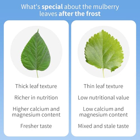 Wanhua Hall Mulberry Leaf Tea Mulberry Tea Loose Leaf 9.17oz/260g Fresh Taste Dried Sang Ye Loose Leaf Herbal Tea Caffeine Free Ã¦Â¡â€˜Ã¥ÂÂ¶Ã¨Å’Â¶ Ã¦Â¡â€˜Ã¥ÂÂ¶ Ã©Å“Å“Ã¦Â¡â€˜Ã¥ÂÂ¶