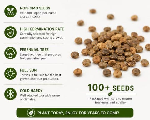 Black Mulberry Seeds for Planting, 100+ Heirloom Non-GMO Morus Nigra Seeds, Fruit Tree Seeds for Home Garden, Easy to Grow, Perennial Outdoor Plantin
