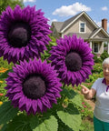 480+ Rare Sunflower Seeds - Red, Purple, Blue, Black-Centered, Charcoal, Teddy Bear & Smiley - Non-GMO, High Germination & Pollinator Friendly - Ideal for Outdoor Gardens, Containers & Borders