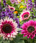 ZEshops 50pcs Rare Strawberry Pink Sunflower Seeds - Non-GMO Heirloom Variety for Your Unique Garden