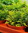 150+ Stevia Sweetleaf Seeds for Planting, Sugar Leaf Stevia Plant Seeds, Natural Sweetener Herb Seeds, Perennial Plant for Home Garden, Container, Tea & Sugar-Free Recipes, Non-GMO