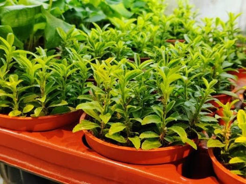 150+ Stevia Sweetleaf Seeds for Planting, Sugar Leaf Stevia Plant Seeds, Natural Sweetener Herb Seeds, Perennial Plant for Home Garden, Container, Tea & Sugar-Free Recipes, Non-GMO