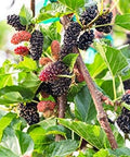 Black Mulberry 50 Seeds (Morus nigra) Non GMO - Open Pollinated - Heirloom