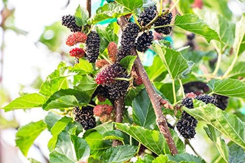 Black Mulberry 50 Seeds (Morus nigra) Non GMO - Open Pollinated - Heirloom