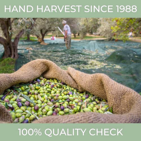 NÃƒâ€šÃ‚Â°1 Drinking Extra Virgin Olive Oil - Italian Olive Oil from Italy 2025 Gold Awards Winner - 514 mg/kg High in Polyphenols evoo - 100% Unrefined and Cold pressed evoo for Drinking and Finishing Use