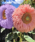 800pcs Teddy Bear Sunflower Seeds for Planting Giant Teddy Bear Sun Flower Seed Heirloom Attracts Pollinators