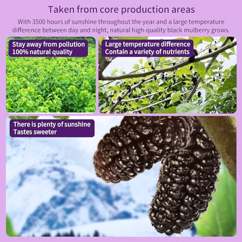 DOZO Dried Black Mulberries 15.5oz/440g Black Mulberry Large Sun-dried Mulberries Vegan SnackÃ¯Â¼â€ Baking No sugar add Ã¦Â¡â€˜Ã¨â€˜Å¡Ã¥Â¹Â² Ã©Â»â€˜Ã¦Â¡â€˜Ã¨â€˜Å¡