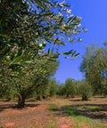 MOLON LAVE Organic Olive Oil Extra Virgin Cold Pressed | Polyphenol Rich Up To 1200mg/kg | EVOO From Greece | Unblended Single Source | 100% Natural | NON-GMO | 25.4 fl oz (750ml)