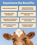 Holy Cow Health Colostrum Capsules Pure Undiluted + Highly Bioactive