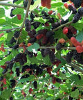 Dried Black Mulberries 8.81oz Natural Wild Black Mulberry Tea Sweet Delicious Dried Fruit Snacks, Vegan Ã©â€¡Å½Ã§â€Å¸Ã©Â»â€˜Ã¦Â¡â€˜Ã¨â€˜Å¡ Ã¦Â¡â€˜Ã¨â€˜Å¡Ã¥Â¹Â² Ã¦â€” Ã¦Â·Â»Ã¥Å