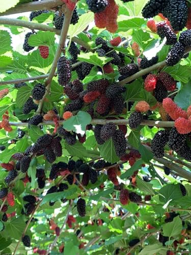 Dried Black Mulberries 8.81oz Natural Wild Black Mulberry Tea Sweet Delicious Dried Fruit Snacks, Vegan Ã©â€¡Å½Ã§â€Å¸Ã©Â»â€˜Ã¦Â¡â€˜Ã¨â€˜Å¡ Ã¦Â¡â€˜Ã¨â€˜Å¡Ã¥Â¹Â² Ã¦â€” Ã¦Â·Â»Ã¥Å